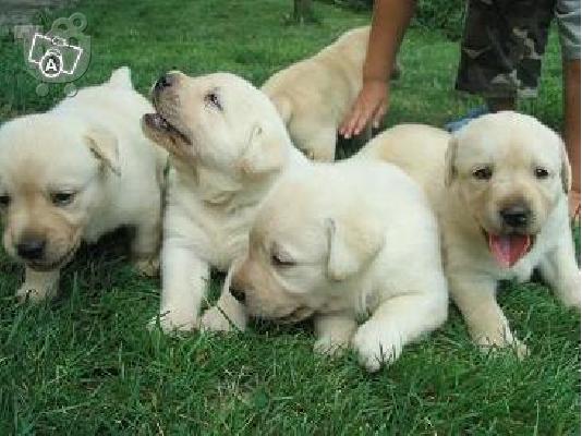 PoulaTo: Labrador Λαμπραντόρ